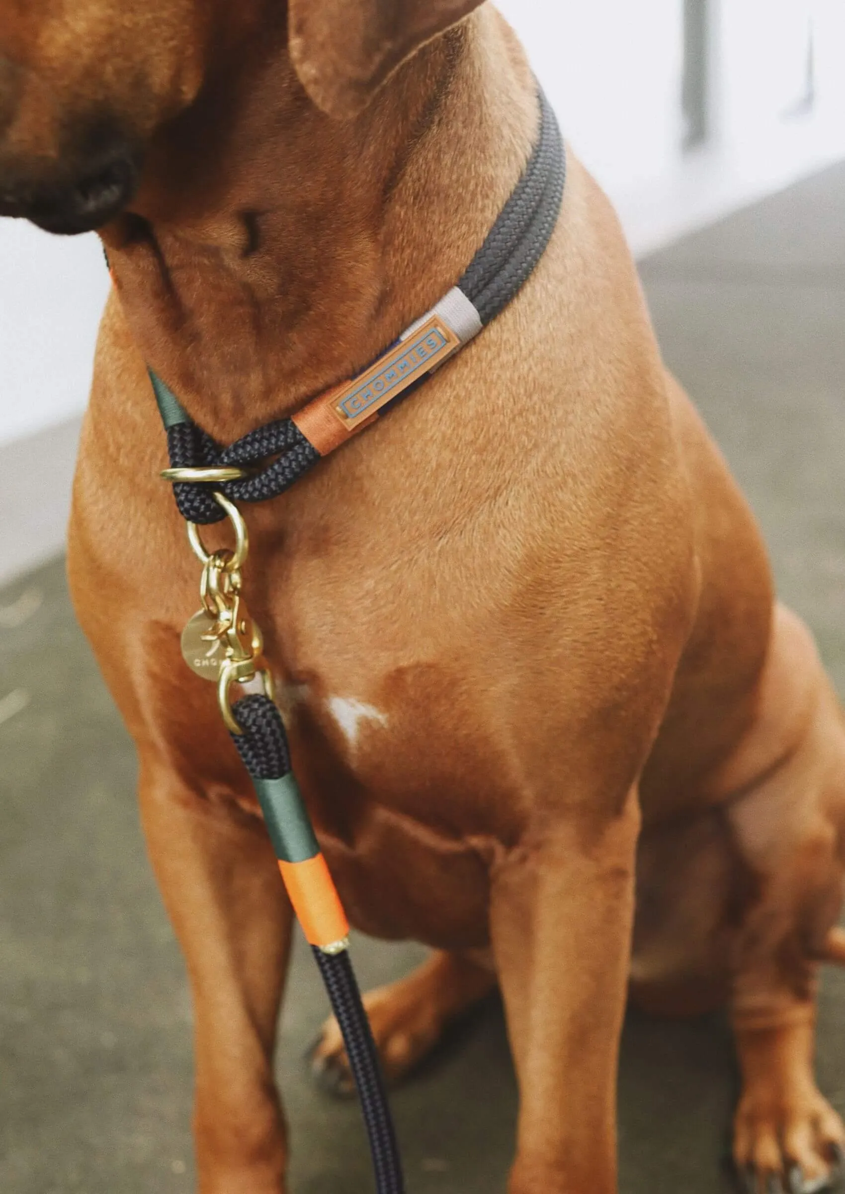 O-Ring Choker Dog Collar | Blue Bobo on Navy